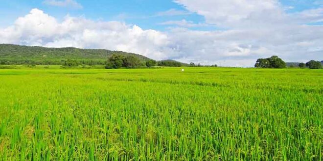 खरीफ सीजन ने पकड़ी रफ्तार, छत्तीसगढ़ में 20 लाख हेक्टेयर से अधिक रकबे में फसलों की बोनी…..