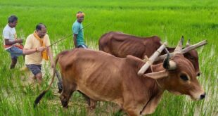 अपनी माटी और खेती-किसानी से मुख्यमंत्री विष्णु देव साय का आत्मीय जुड़ाव,गृहग्राम बगिया में सुबह-सुबह खेत पहुंचे मुख्यमंत्री, बैलों के साथ हल चलाकर की बियासी…