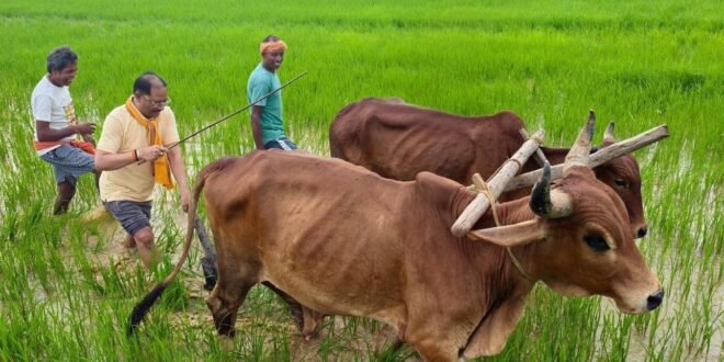 अपनी माटी और खेती-किसानी से मुख्यमंत्री विष्णु देव साय का आत्मीय जुड़ाव,गृहग्राम बगिया में सुबह-सुबह खेत पहुंचे मुख्यमंत्री, बैलों के साथ हल चलाकर की बियासी…