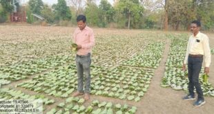 तेन्दूपत्ता संग्रहण की नई पहल से अबुझमाड़ के 22 गांवों को मिला लाभ, गांव के पास खुला फड़, 365 संग्राहकों को मिला सीधा आर्थिक लाभ….