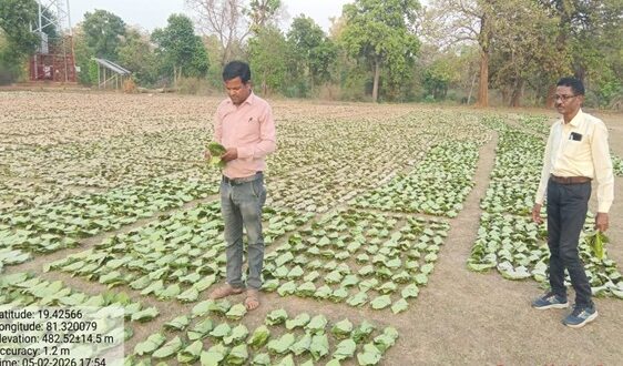 तेन्दूपत्ता संग्रहण की नई पहल से अबुझमाड़ के 22 गांवों को मिला लाभ, गांव के पास खुला फड़, 365 संग्राहकों को मिला सीधा आर्थिक लाभ….