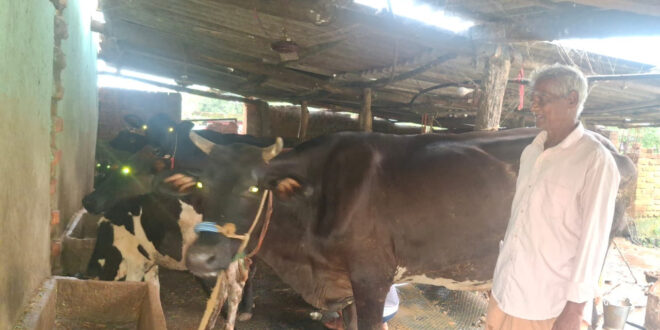 पीएम किसान सम्मान निधि की बचत से खरीदी पहली गाय, आज 10 गायों के साथ आत्मनिर्भर बने 75 वर्षीय परशुराम गुप्ता….