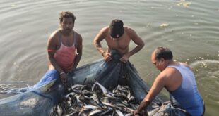 सेवा- संकल्प- अभियान : मत्स्य पालन से संवरी गांधीराम की ज़िंदगी, 0.20 हेक्टेयर के तालाब से सालाना 100 क्विंटल उत्पादन, 8 लाख तक मुनाफा…..