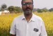 धान की जगह रागी की खेती से दिनेश को मिलेगा 10 हजार रुपये का प्रोत्साहन, कृषि विभाग से मिले बीज और तकनीकी मार्गदर्शन से एक एकड़ में तैयार हुई रागी की फसल……